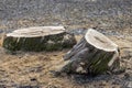 Felled tree stump in the park close-up Royalty Free Stock Photo