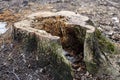 Felled tree stump in the park close-up Royalty Free Stock Photo