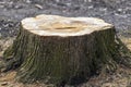 felled tree stump in the park close-up Royalty Free Stock Photo