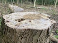 Felled tree stump up close with tree in background Royalty Free Stock Photo