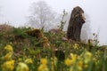 .a felled tree trunk in a misty meadow with yellow flowers in the foreground Royalty Free Stock Photo