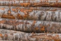 Felled tree trunks. Firewood cut tree trunk logs stacked prepared. Deforestation for Industrial production. Freshly cut Royalty Free Stock Photo