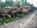 Felled Tree Trunks, Logs Stacked In A Row, Felled Trees