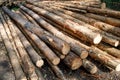 Felled tree trunks, the problem with deforestation in Siberia and the Urals Royalty Free Stock Photo