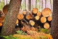 Felled trees and cut logs in the forest