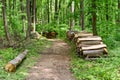 Felled trees. Deforestation concept. Stumps, logs and branches of tree after cutting down forest. Deforestation, dead trees and fo Royalty Free Stock Photo