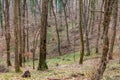 Felled trees. Deforestation concept. Stumps, logs and branches of tree after cutting down forest. Deforestation, dead trees and fo Royalty Free Stock Photo