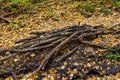 Felled trees. Deforestation concept. Stumps, logs and branches of tree after cutting down forest. Deforestation, dead trees and fo Royalty Free Stock Photo