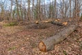 Felled trees. Deforestation concept. Stumps, logs and branches of tree after cutting down forest. Deforestation, dead trees and fo Royalty Free Stock Photo