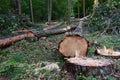 Felled trees in forest. Deforestation and Illegal Logging, international trade in illegal timber. Stump of the felled living tree Royalty Free Stock Photo