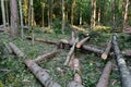 Felled trees in forest. Deforestation and Illegal Logging, international trade in illegal timber. Stump of the felled living tree Royalty Free Stock Photo