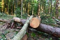 Felled trees in forest. Deforestation and Illegal Logging, international trade in illegal timber. Stump of the felled living tree Royalty Free Stock Photo