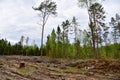 Felled trees in forest. Deforestation and Illegal Logging, international trade in illegal timber. Stump of the felled living tree Royalty Free Stock Photo