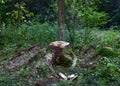 Felled trees in forest. Deforestation and Illegal Logging, international trade in illegal timber. Stump of the felled living tree Royalty Free Stock Photo