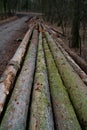 Felled trees in the forest overgrown with moss. Wooden logs.