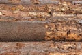 Felled trees in the form of logs lying in a pile. Lumber