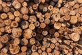 Felled trees in the form of logs lying in a pile. Lumber