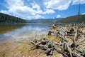 Felled trees in front of National Lake Pudacuo