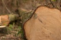 Felled trees that are infested with bark beetle. Wood lies in the forest Royalty Free Stock Photo