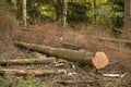 Felled trees that are infested with bark beetle. Wood lies in the forest Royalty Free Stock Photo