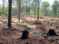 Felled trees that are infested with bark beetle. Wood lies in the forest Royalty Free Stock Photo