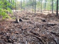 Felled trees that are infested with bark beetle. Wood lies in the forest Royalty Free Stock Photo