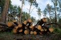 Felled trees lie in forest