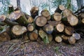 Logs from felled tree trunks, felled trees in a stack Royalty Free Stock Photo