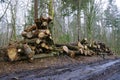 Felled trees in a stack, logs from felled tree trunks Royalty Free Stock Photo