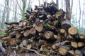 Felled trees in a stack, logs from felled tree trunks Royalty Free Stock Photo