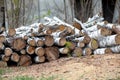 Felled trees. Trunks of pines. Logs. Woodpile. Logs at a sawmill Royalty Free Stock Photo