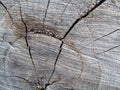 Felled trunk with cracks in the wood