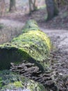 Felled trunk with mushrooms