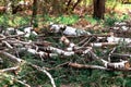 Felled trunks and branches from a birch, white with black patches of natural materials in a birch grove, in nature, the destructio Royalty Free Stock Photo