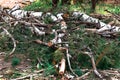 Felled trunks and branches from a birch, white with black patches of natural materials in a birch grove, in nature, the destructio Royalty Free Stock Photo