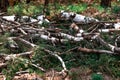 Felled trunks and branches from a birch, white with black patches of natural materials in a birch grove, in nature, the Royalty Free Stock Photo