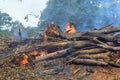 Felled uprooted trees burning a forest with during land preparation construction of house