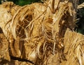 Felled wood macro background