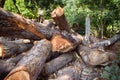 Felling of deciduous forests in dry subtropics Royalty Free Stock Photo