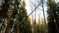 Felling Natural forest of spruce and deciduous Royalty Free Stock Photo