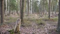 Felling Natural forest of spruce and deciduous