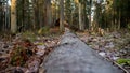 Felling Natural forest of spruce and deciduous Royalty Free Stock Photo