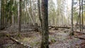 Felling Natural forest of spruce and deciduous