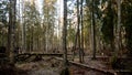 Felling Natural forest of spruce and deciduous