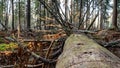 Felling Natural forest of spruce and deciduous