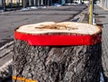 Felling trees in the city in spring Royalty Free Stock Photo