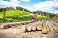 Felling of trees,cut trees , forest cutting area, forest protection concept. Forest industry. Lumberjack with modern Royalty Free Stock Photo