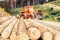 Felling of trees,cut trees. Forest industry. Lumberjack with modern harvester working in a forest. Wheel-mounted loader Royalty Free Stock Photo