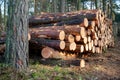 Felling trees in the forest - deforestation in Europe Royalty Free Stock Photo