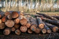 Felling trees in the forest - deforestation in Europe Royalty Free Stock Photo